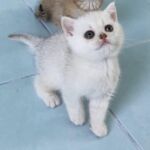 chat-british-silver-shaded