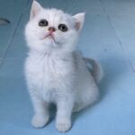 chat-british-silver-shaded