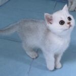 chat-british-silver-shaded
