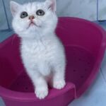 chat-british-silver-shaded