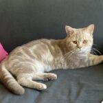 Soleado male british lilac silver blotched tabby 10 mois