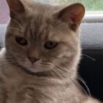 male british lilac silver blotched tabby Soleado 14 mois
