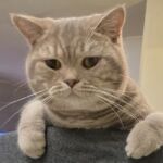 male british lilac silver blotched tabby Soleado 14 mois