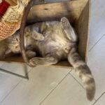 male british lilac silver blotched tabby Soleado 1 an