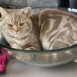 male british lilac silver blotched tabby Soleado 1 an