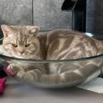 male british lilac silver blotched tabby Soleado 1 an