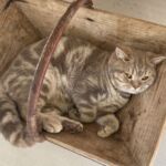 male british lilac silver blotched tabby Soleado 14 mois