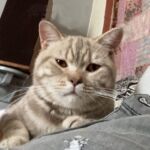 male british lilac silver blotched tabby Soleado 1 an