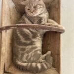 male british shorthair lilac silver blotched tabby Soleado 1 an