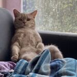 male british lilac silver blotched tabby Soleado 11 mois