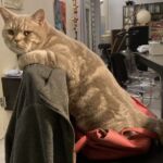 male british lilac silver blotched tabby Soleado 1 an