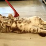 male british lilac silver blotched tabby Soleado 1 an
