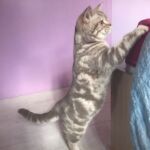 male british lilac silver blotched tabby Soleado 5 mois