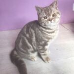 male british lilac silver blotched tabby Soleado 5 mois