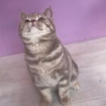 male british lilac silver blotched tabby Soleado 5 mois