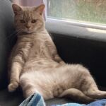 male british lilac silver blotched tabby Soleado 10 mois