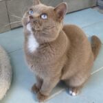 british aux yeux bleus gène dominant