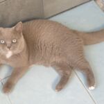 dominant blue eyes british shorthair