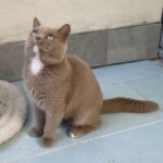 british shorthair yeux bleus