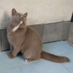 male british shorthair yeux bleus