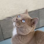 gene british dominant yeux bleus