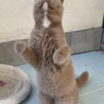 chat british fawn yeux bleus