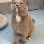 british aux yeux bleus gène dominant