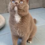 british aux yeux bleus gène dominant
