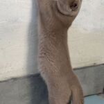 british aux yeux bleus gène dominant