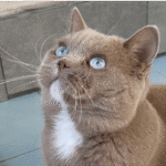 british aux yeux bleus gène dominant