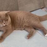 british aux yeux bleus gène dominant