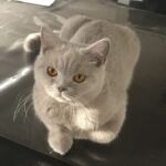 Shana chatte british shorthair lilas