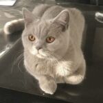 Shana maman british shorthair lilac