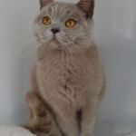 Shana british shorthair lilas