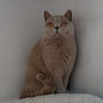 Shana british shorthair lilac yeux oranges