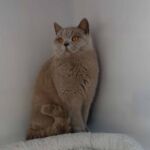 Shana femelle british shorthair lilac