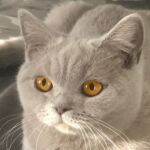 Shana british shorthair lilac