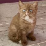Chaton british gene yeux bleus cinnamon