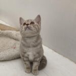 chaton british silver blotched tabby
