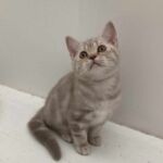 chaton british lilac silver blotched tabby