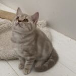 Chaton male british lilac silver blotched tabby