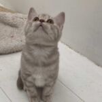 chaton british lilac silver blotched tabby