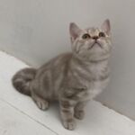 chaton british lilac silver tabby