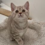 chaton british silver tabby