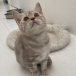 chaton british lilac silver blotched tabby