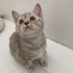 chaton british lilac silver blotched tabby