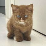 Chatonne british shorthair cinnamon 3 mois gene dominant blue eyes