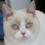 British shorthair fawn point