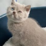 British shorthair, yeux vairons gene Dominant blue eyes, chatonne lilac