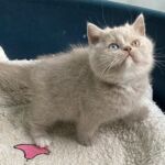 British shorthair lilac, yeux vairons gene Dominant blue eyes, chatonne